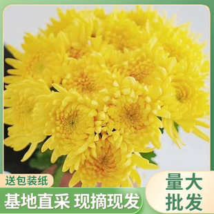 Fresh Chrysanthemum White Chrysanthemum Jiangsu Flowers Yellow Chrysanthemum Yellow Chrysanthemum Straight White Chrysanthemum Wholesale Base Yellow and White Chrysanthemum Free Shipping