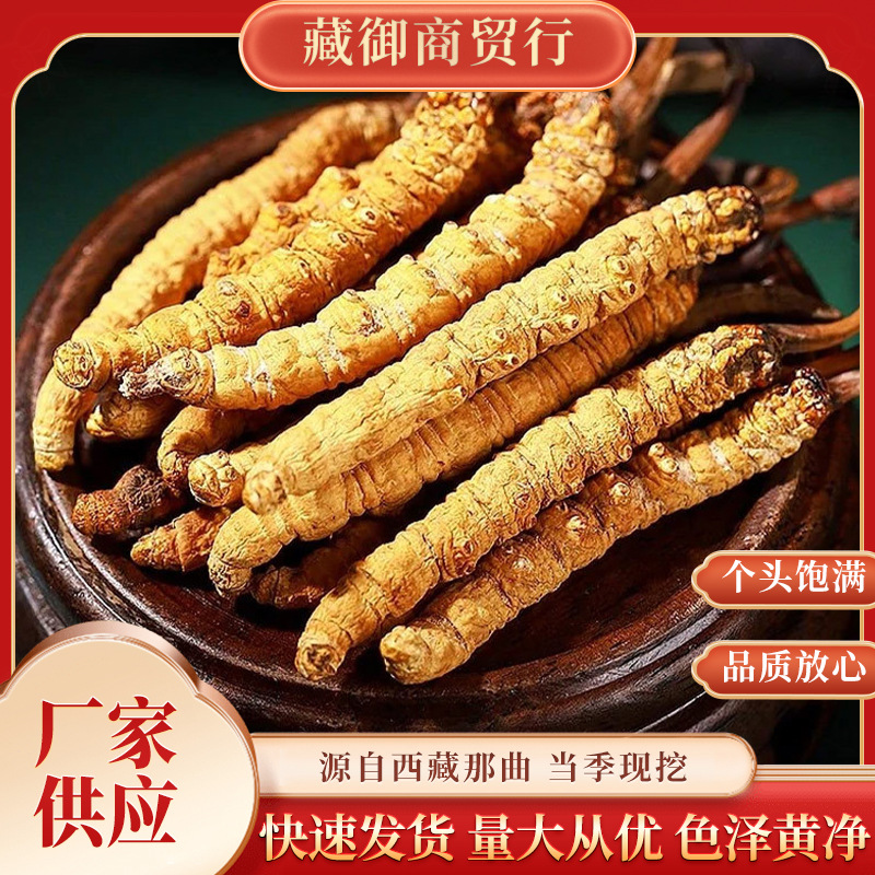 冬虫夏草正品头期冬虫草正宗虫草王整草干货礼盒装非西藏那曲野生