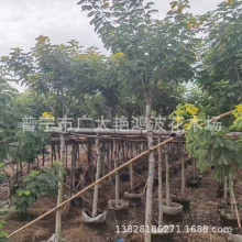 广东普宁艳鸿波花木树木黄花槐灌木乔木重庆黄花槐道路绿化工程苗