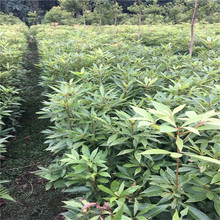 基地批发正宗金丝楠木树裸根苗经济造林苗木绿化树