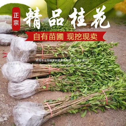 四季桂花树苗批发金桂丹桂血桂盆地栽植物花卉庭院浓香型桂花树苗