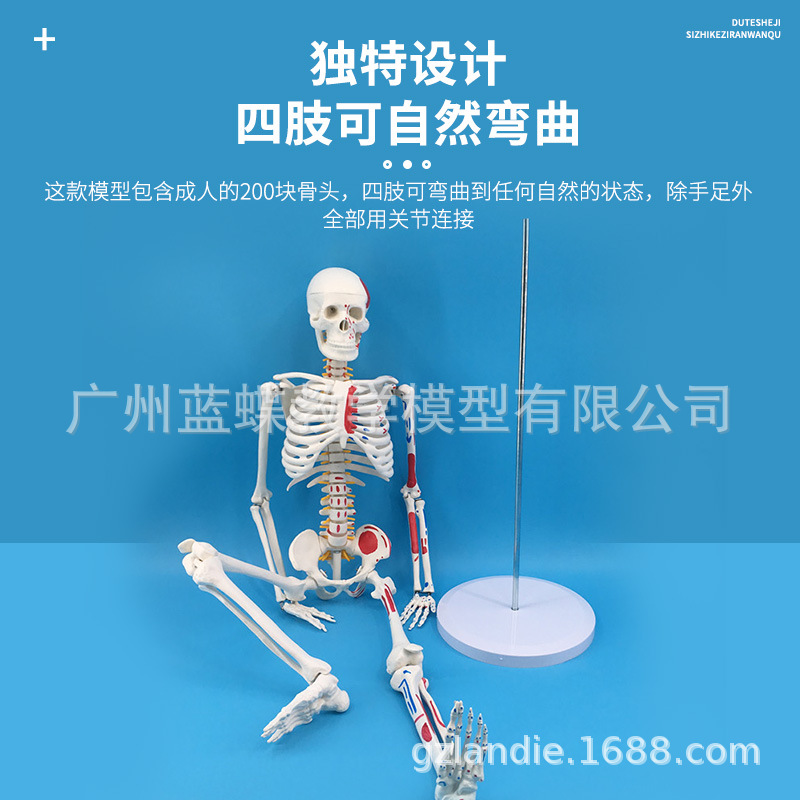 85CM�������ģ�͹Ǽܹ����걾��׵�����񾭼���ֲ���ɫģ����ʽ