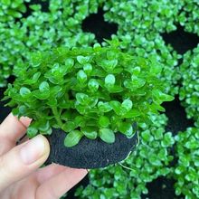 ��������ݸ��~���쾰ˮ�݈�ֱ�l����ˮ��������ˮ����Ի��wֲ��