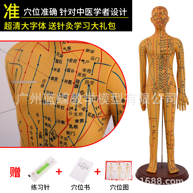 �������ģ���˾���Ѩλ��ҽȫ��ʮ��ͭ��ģ��ͼ��������ϰСƤ��