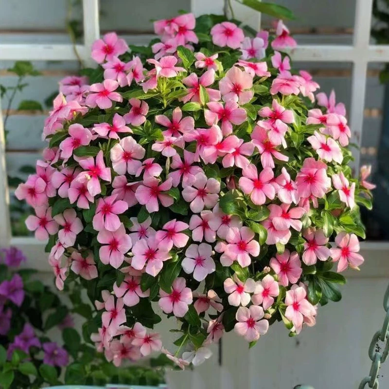 Семена Барвинока День Весна Четыре сезона Цветение живой сад цветы в горшках крытый и открытый слива