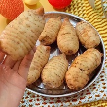 新鲜天麻深山湖北罗田九资河天麻新鲜天麻一件代发正宗新鲜天麻