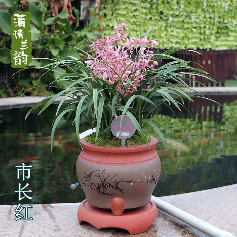 市长红 兰花苗建兰四季兰 阳台窗台办公室绿植盆栽花卉夏秋带花苞