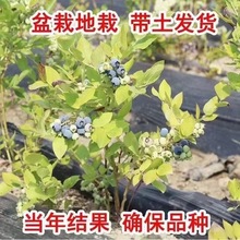 大果蓝莓树苗盆栽地栽果树苗蓝莓南北方种植阳台庭院种植当年结果