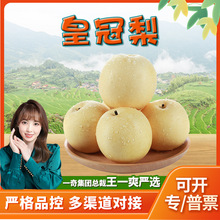 【严选】安徽皇冠梨 代发3/9斤皮薄多汁甜梨子当季新鲜孕妇水果