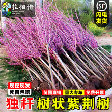 紫荆花树苗独杆紫荆树庭院盆栽室外耐寒植物绿化观赏丛生紫荆苗