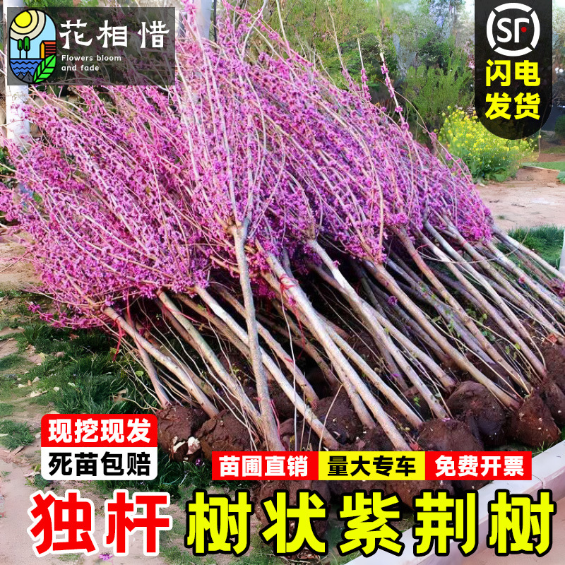 紫荆花树苗独杆紫荆树庭院盆栽室外耐寒植物绿化观赏丛生紫荆苗