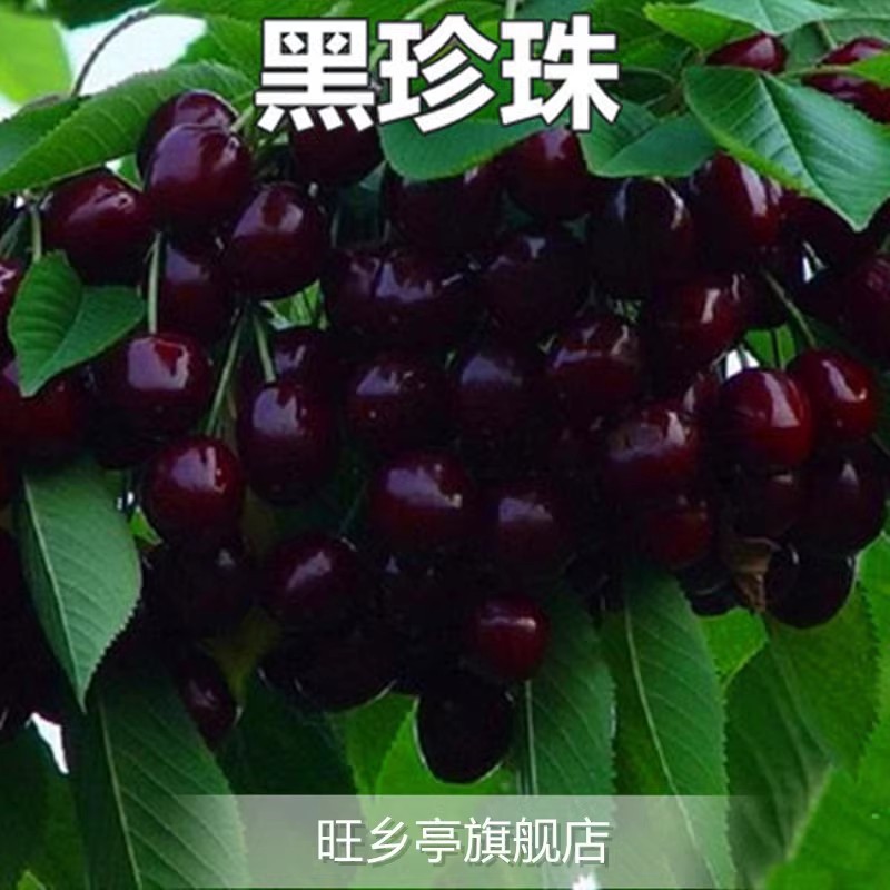 핫아이템 : 흑진주(5년생 모종은 같은 해에 열매를 맺는다) 죽은 모종은 보상해드립니다!