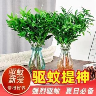Bamboo and Cypress Potted Hydroponic Mosquito Repellent Green Plants and Florals Living Room Decorations Indoor Living Room Office Desktop Decoration