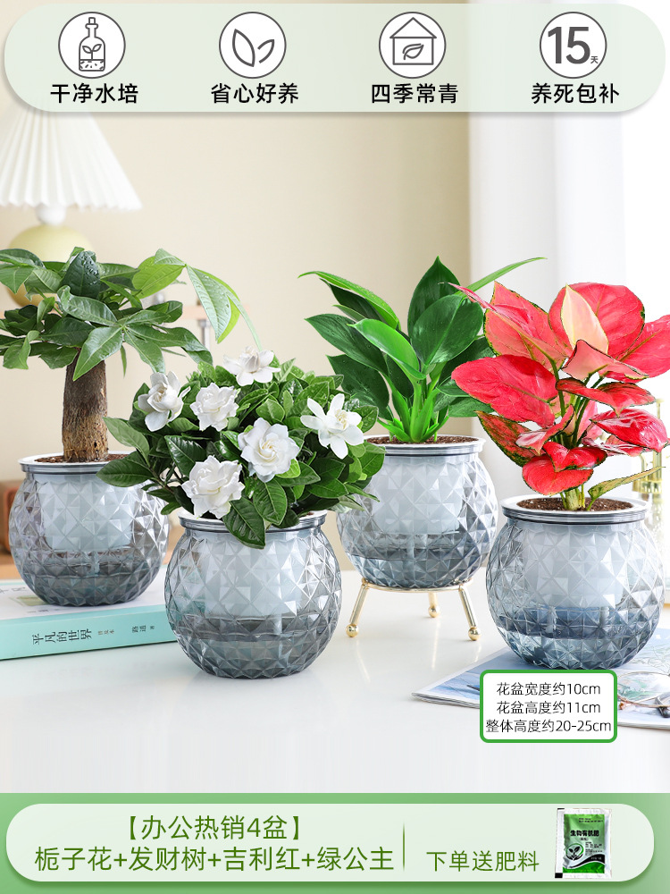 [오피스 베스트셀러 화분 4종] 치자나무 + 머니트리 + 길리레드 + 그린프린세스