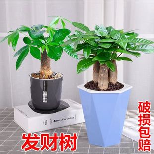 �lؔ���҃�С���ԾGֲ����ˮ��ֲ��G�}�����ļ��k��������͏d