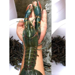 ���޵�ˮС���r�r�� ��S ���޵�ˮ���r�N�r �r�� �����Bֳ��