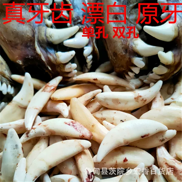 Real Dog Tooth Pendant, Dog Teeth, Black Dog Tooth Necklace, Yunnan Xizang Mastiff Tooth Bracelet, Single-Hole and Double-Hole Pig Bone Jewelry
