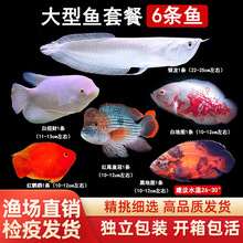 财神鱼招财鱼七彩银龙鱼玉面皇冠鱼地图鱼黄鹦鹉鱼热带观赏鱼套餐