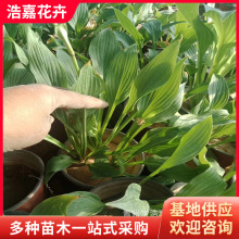 双色盆玉簪 紫花金边玉簪 庭院绿化小区景观植物  山东种植基地