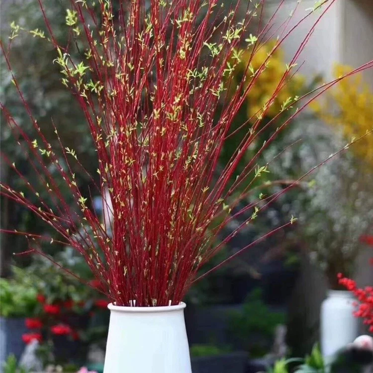 Оптовые свежие ветки цветов персика настоящие цветы цветут в воде Гидропонные сухие ветки вишни Красная слива зимние сухие ветки цветут в воде