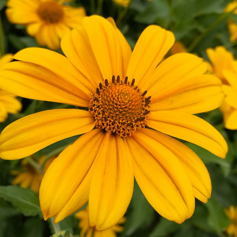 Сердце Хризантема Семена Цветок во дворе Защита от морского склона Строительство Балкон в горшке Морозостойкие Термостойкие многолетние семена корней