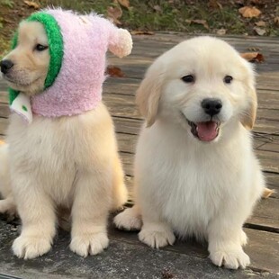 ���N��ë��Ȯِ����ëȮ��äȮ����������Ȯ���B��ëȮ���ﹷ