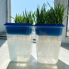 分体式玉米小麦水稻大豆发芽盒，根系对比展示实验盒，