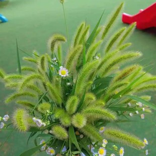 �o�����ݹ�β�Ͳ��ѵVɽ�;G�G���ļ��׷N�ͺ�ͥԺ�^�pҰ�ݻ��N