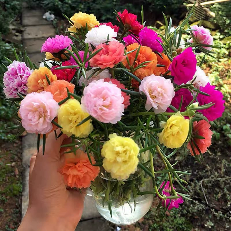 Семена подсолнечника с двойным лепестком Семена цветущих цветов Four Seasons Посев Легко расти легко жить на открытом воздухе двор семена подсолнечника