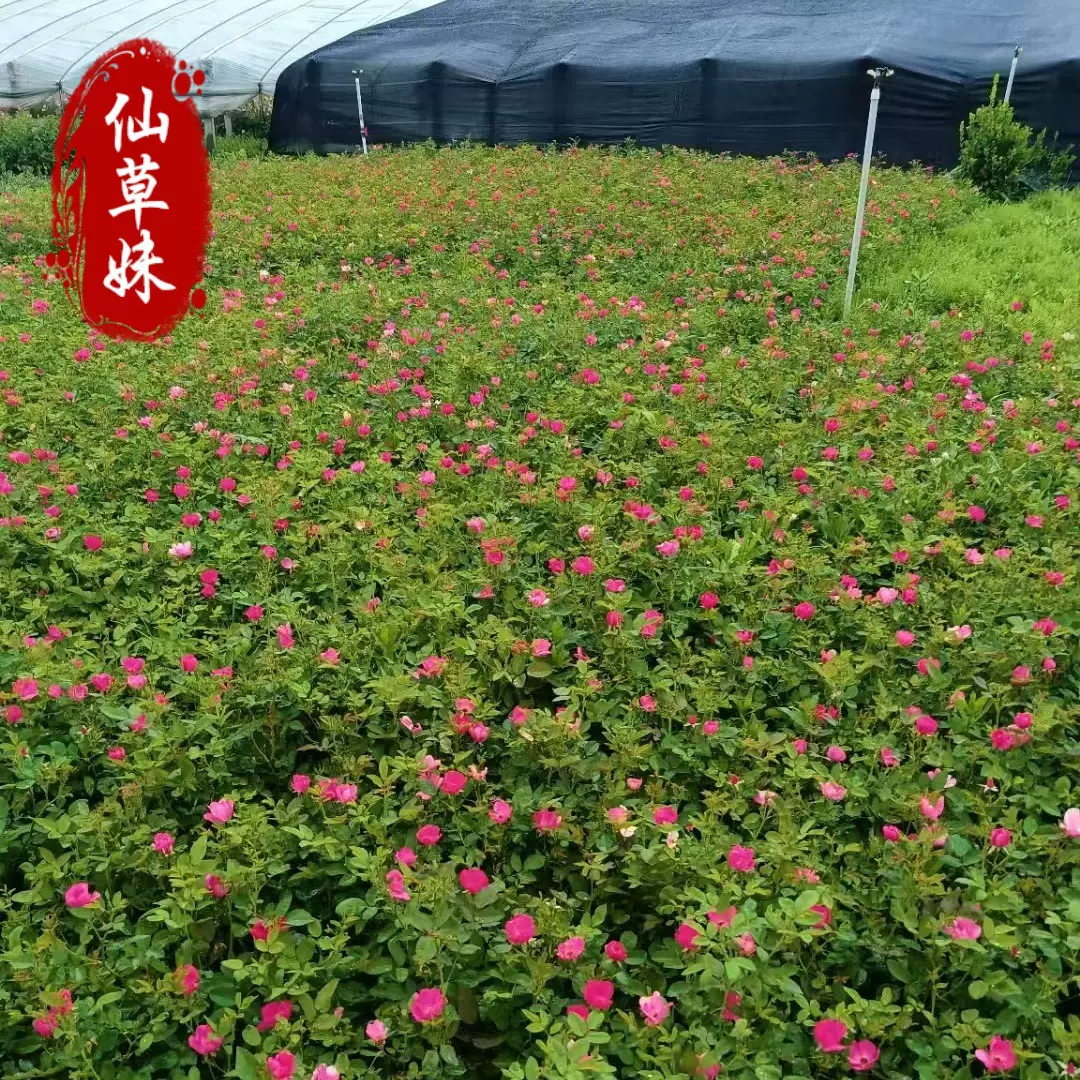 大花月季杯苗批发 品种月季多色开花月季苗 山东基地批发种类齐全