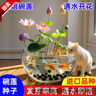 ɏN߲ɫˮ໨ˮBļɏɻNɏźGֲˮɏ