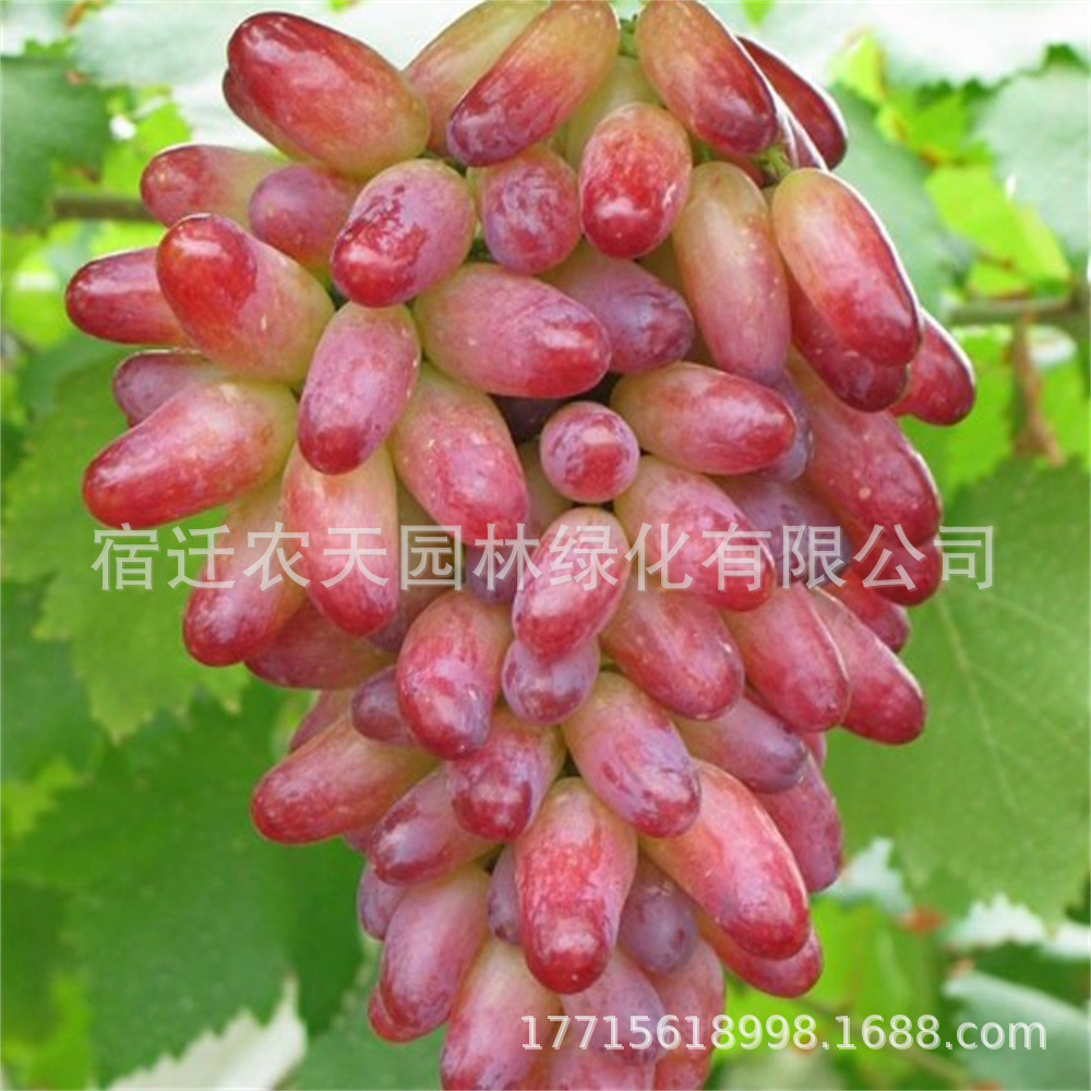 美人指马奶蜜光金手指无籽黑提葡萄树苗甜蜜蓝宝石葡萄南北方种植