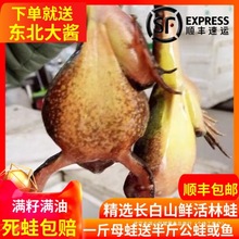 �|�������r�� �������L��ɽ��ĸ���� ���wѩ�� ��ɽ���� ������