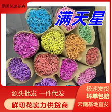 满天星云南基地鲜花批发花束搭配家用插花七夕情人节鲜切