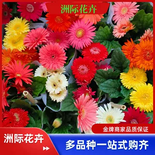 非洲菊盆栽苗    大花多色耐寒庭院花境植物