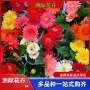 盆栽多色大花庭院花境