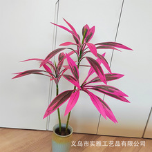 �羳������Ѫ���F����^����ľ�Gֲ���Լ٘��쾰�҃ȼҾ��b[��