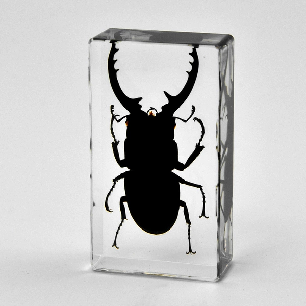 7.3CM medium long-tusked black stag beetle