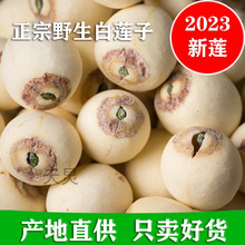 新货大粒带芯白莲子干货500g特产湘潭湘莲子带心磨皮莲子有芯无硫