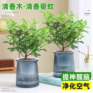Fragrant pepper wood mosquito repellent potted plant indoor green plants flowers four seasons formaldehyde absorption balcony hydroponic good breeding plants