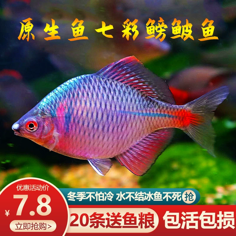 Colorful 鳑 鳑 生 生