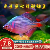Colorful 鳑 鳑 生 生