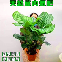 青苹果竹芋盆栽客厅办公室大绿植净化空气吸甲醛耐阴植物四季常青