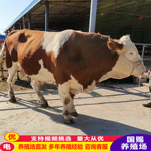 西门塔尔牛肉牛犊繁殖母牛育肥种公牛鲁西黄牛改良肉牛苗养殖基地