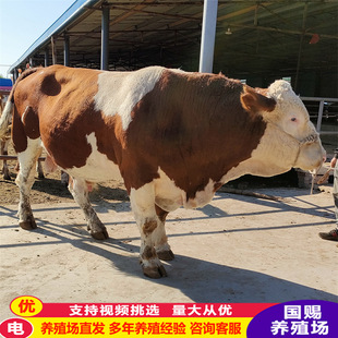 ���T����ţ��ţ�ٷ�ֳĸţ���ʷN��ţ�����Sţ������ţ���Bֳ����