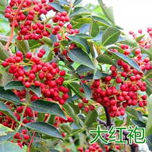 ��������箔��Y���Ĵ���t�ۻ�������޽��ٽ����Ե���ͥԺ�Nֲ