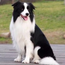 纯种边牧幼犬七白三通边境牧羊犬活体黑白陨石金边中型犬宠物狗狗