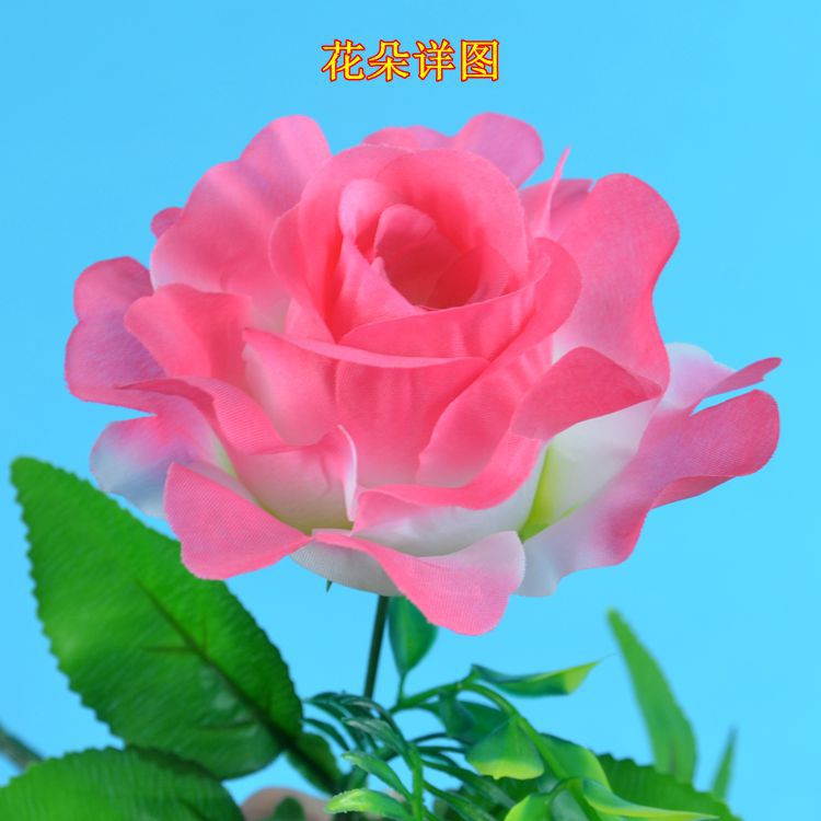 10头碎边玫详情2.jpg