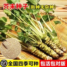 芥末种子山秋葵种籽中药材原装四季蔬菜大全菜代批发植物山葵