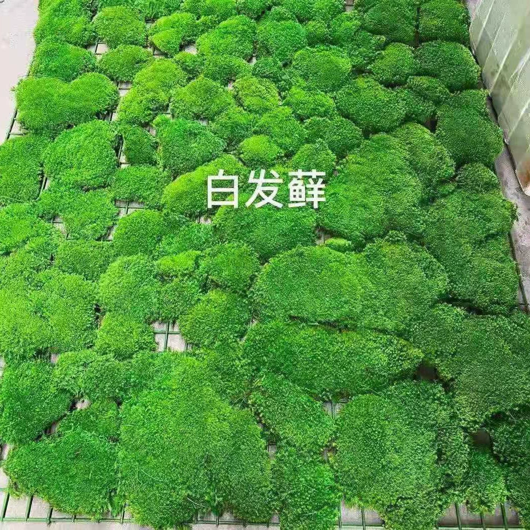 Бессмертный мох настенный блок мох белые волосы мох Большой Серый мох картина растение стена зеленый мох вечный цветок зеленая стена